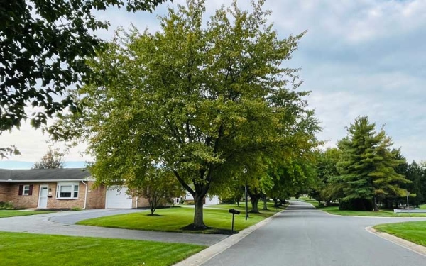 Tree Lined Streets Around Cottages